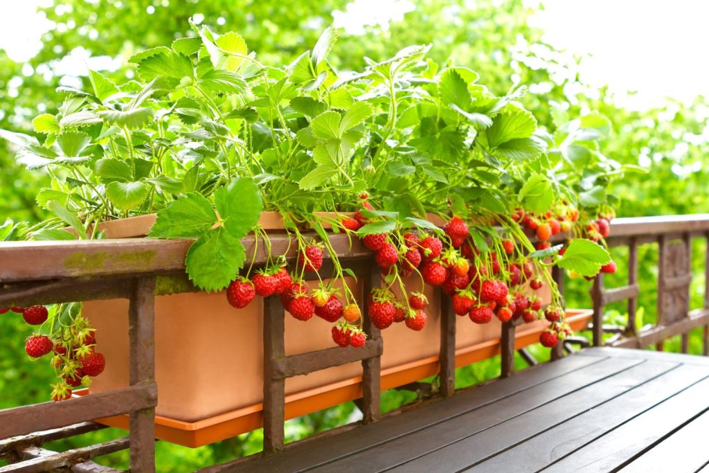 Fruti-mas - frutas, verduras y abarrotes