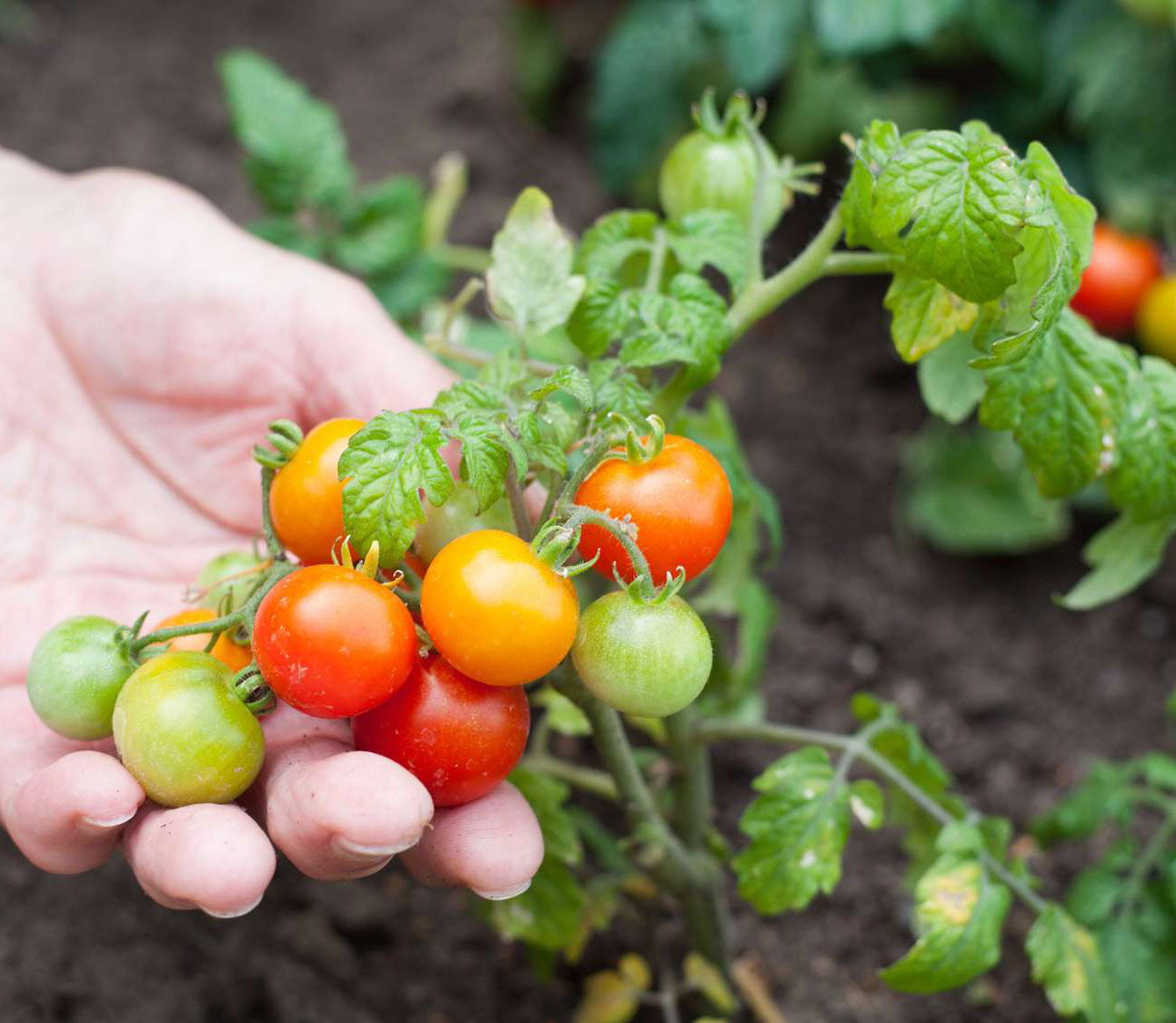 Fruti-mas - frutas, verduras y abarrotes