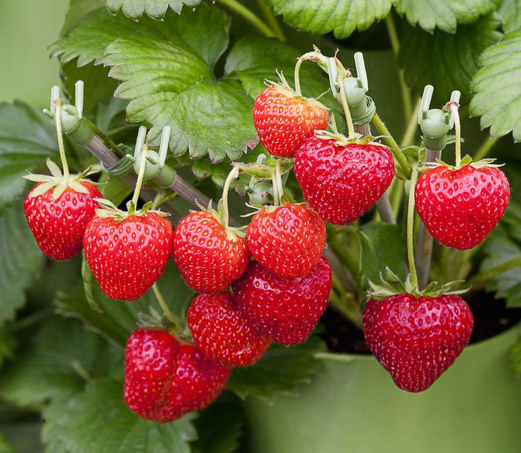 Fruti-mas - frutas, verduras y abarrotes